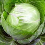 cabbage11